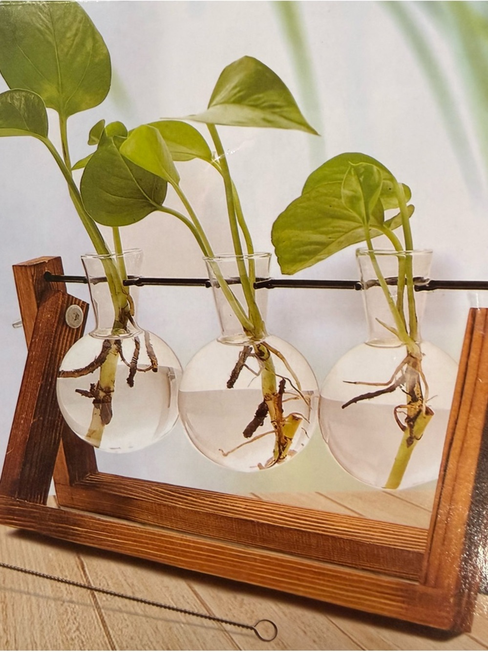 Plant terrarium with wooden stand